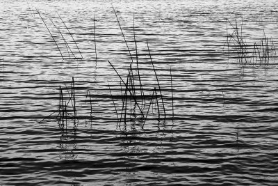 Lake Midway Reeds 2