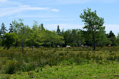 Cows - Middle Crossroad