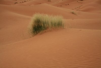 XIMG_2849.jpg