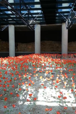 No Man's Land and Poppies