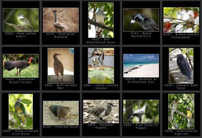 fnq-birds1.jpg