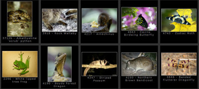 fnq-other-wildlife1.jpg