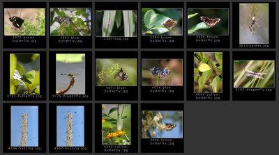 seq-insects2.jpg