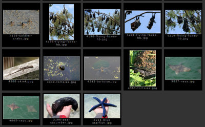 seq-other-wildlife2.jpg
