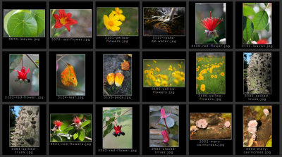 seq-flora2.jpg