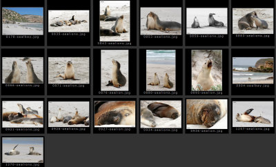 Seal Bay - Australian Sea Lions