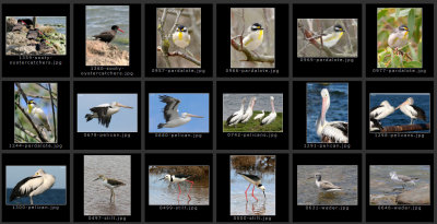 sa-birds5.jpg