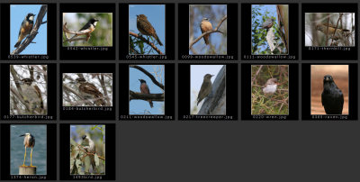 sa-birds7.jpg