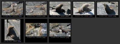 KI-NZ-fur-seals.jpg