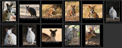 KI Kangaroos and Wallabies
