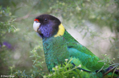 7369-ringneck.jpg
