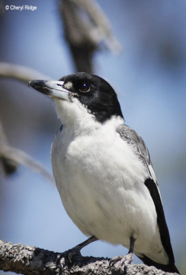 0510-butcherbird.jpg