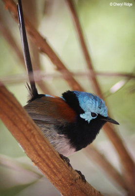 Red-winged Fairywrens