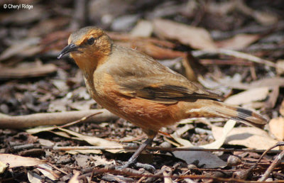7394-rufous-treecreeper.jpg
