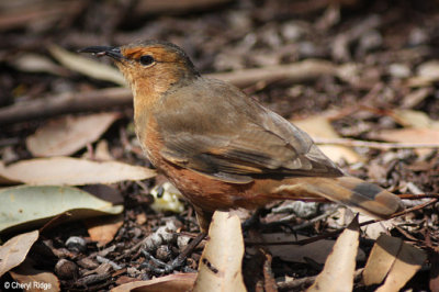7398-rufous-treecreeper.jpg