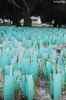9298-rottnest.jpg