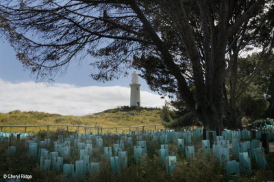 9312-rottnest.jpg