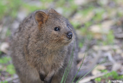 7080-quokka.jpg