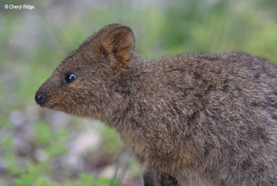 7082-quokka.jpg