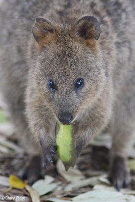 7174-quokka.jpg