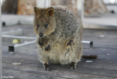 9343-quokka.jpg