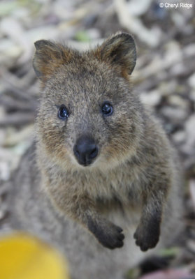 9376-quokka.jpg