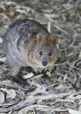 9304-quokka.jpg