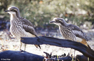 Bush Stone-Curlew