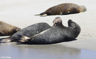 0390-seal-island.jpg