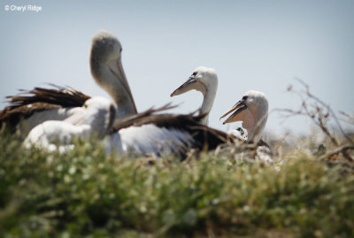 0427-pelicans.jpg