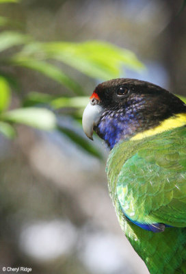 7302-ringneck.jpg