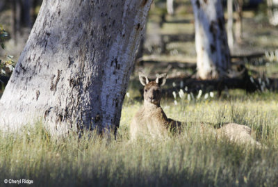 0069-kangaroos.jpg