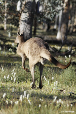 0076-kangaroos.jpg