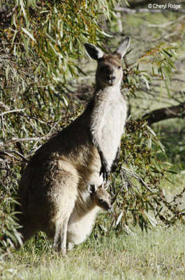 0079-kangaroos.jpg