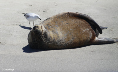 0387-seal-island.jpg