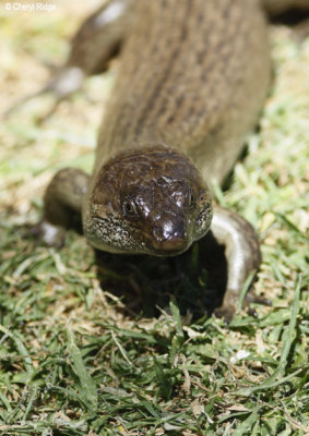 0446-king-skink.jpg