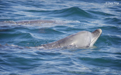 0356-dolphin.jpg