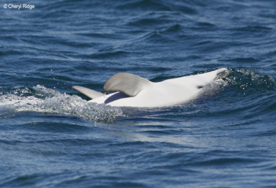 0359-dolphin.jpg