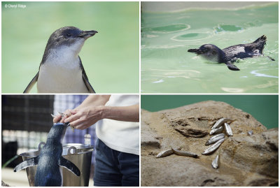 penguin-island-feeding.jpg