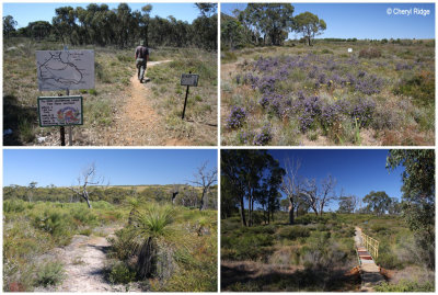 Badgingarra - Vern Westbrook walk scenery