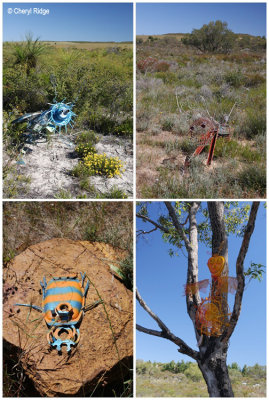 Badgingarra - Vern Westbrook walk junk bugs