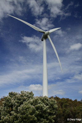 9869-albany-windfarm.jpg