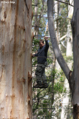 7415-gloucester-tree.jpg
