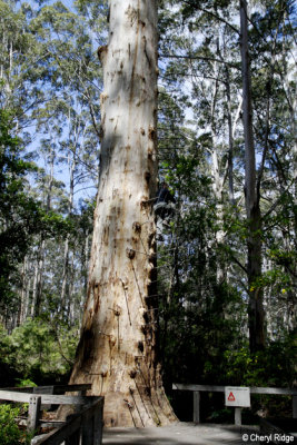 9693-gloucester=tree.jpg