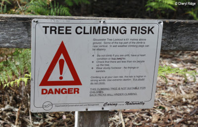9696-gloucester-tree.jpg