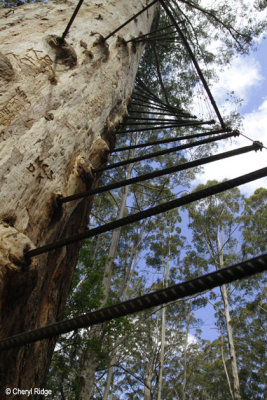 9698-gloucester-tree.jpg