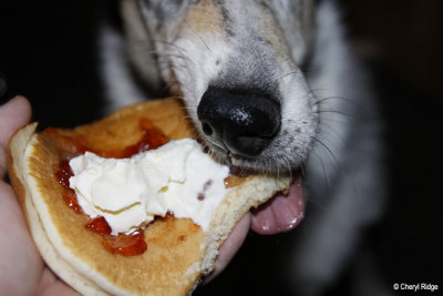 1725- our dog enjoying Pancake Day
