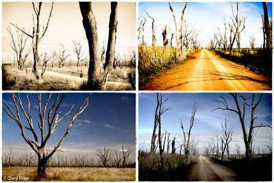 Winton Wetlands - Lake Mokoan