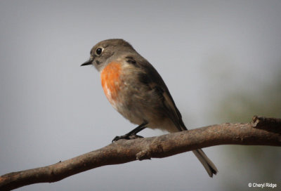 8189-scarlet-robin-female