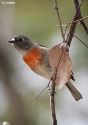 8187-scarlet-robin-female